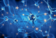 Un implant bioélectronique et biodégradable pour regénérer les nerfs