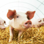 Des coeurs de porc transplantés à l’Homme, ça se précise.