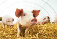 Des coeurs de porc transplantés à l’Homme, ça se précise.