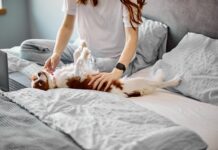 Thérapie génique anti-âge : le chien ouvre la voie