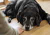 Chien âgé au repos, pilule anti-âge pour chien en développement