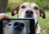 Reconnaissance faciale animale : la truffe contre la puce Reconnaissance faciale animale : un smartphone photographie la truffe d'un chien
