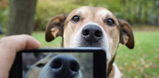 Reconnaissance faciale animale : la truffe contre la puce Reconnaissance faciale animale : un smartphone photographie la truffe d'un chien