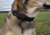 Collier connecté pour chien équipé d'un capteur d'activité, porté en extérieur