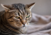 Douleur du chat : l’IA passe à côté du seuil qui compte Douleur du chat : gros plan du visage d'un chat aux oreilles écartées et aux paupières resserrées