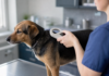 Puce obligatoire pour chiens et chats : le calendrier UE Puce obligatoire : un vétérinaire scanne la puce électronique d'un chien sur la table d'examen